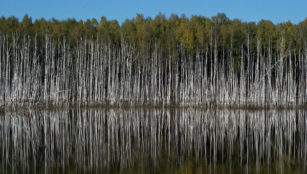 Лес в Подмосковье. Архивное фото