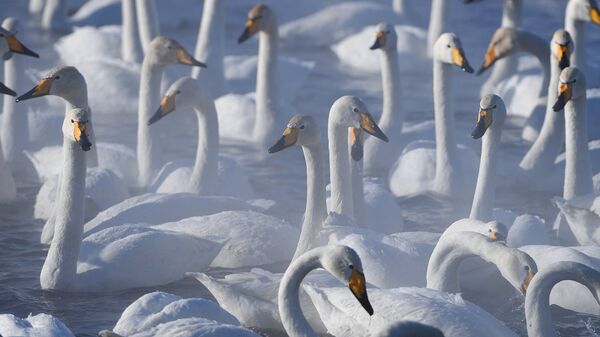 На озеро Аслыкуль в Башкирии прилетели лебеди
