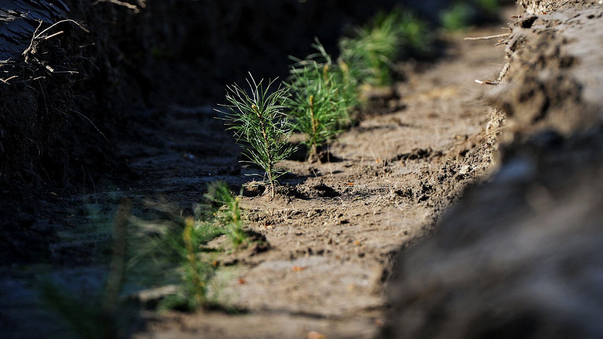 Более 4 тысяч деревьев высадили в Волго-Ахтубинской пойме - РИА Новости, 1920, 21.07.2021