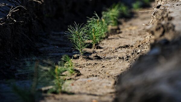 Более 4 тысяч деревьев высадили в Волго-Ахтубинской пойме