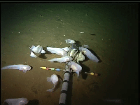 Самую глубоководную в мире рыбу показали на видео