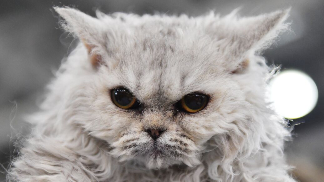 Не те, за кого себя выдают: ученые разгадали тайный замысел кошек