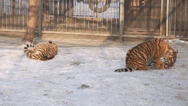 Тигрята в зоопарке Барнаула. Скриншот с видео