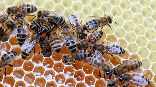 В природе существуют различные породы пчел, в том числе и отечественные: среднерусские и карпатские