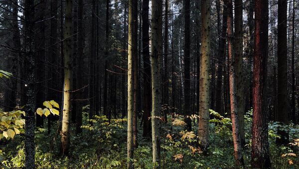 Активисты ОНФ предотвратили застройку лесных территорий в Томской области