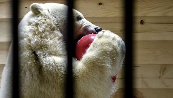 Белая медведица Снежинка, доставленная из Якутии, в Ленинградском зоопарке. 6 декабря 2017