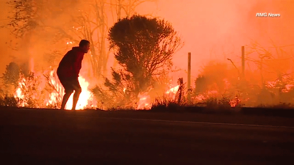 Опубликовано видео, как мужчина спас кролика из пожара в Калифорнии