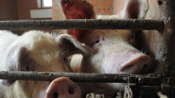 Свиньи на ферме, архивное фото