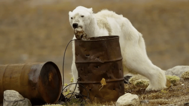 Голодающий медведь в Канаде gif