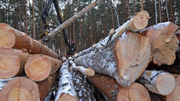 Полицейские из Омска задержали группировку, незаконно вырубающую лес