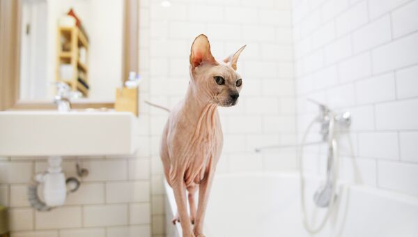 Кошка породы сфинкс в ванной комнате