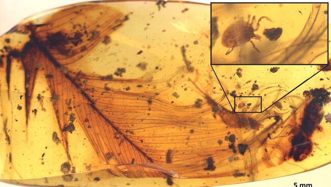 Клещ, найденный рядом с перьями древнего динозавра внутри янтаря из Мьянмы
