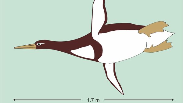 Гигантский пингвин Kumimanu biceae в представлении художника