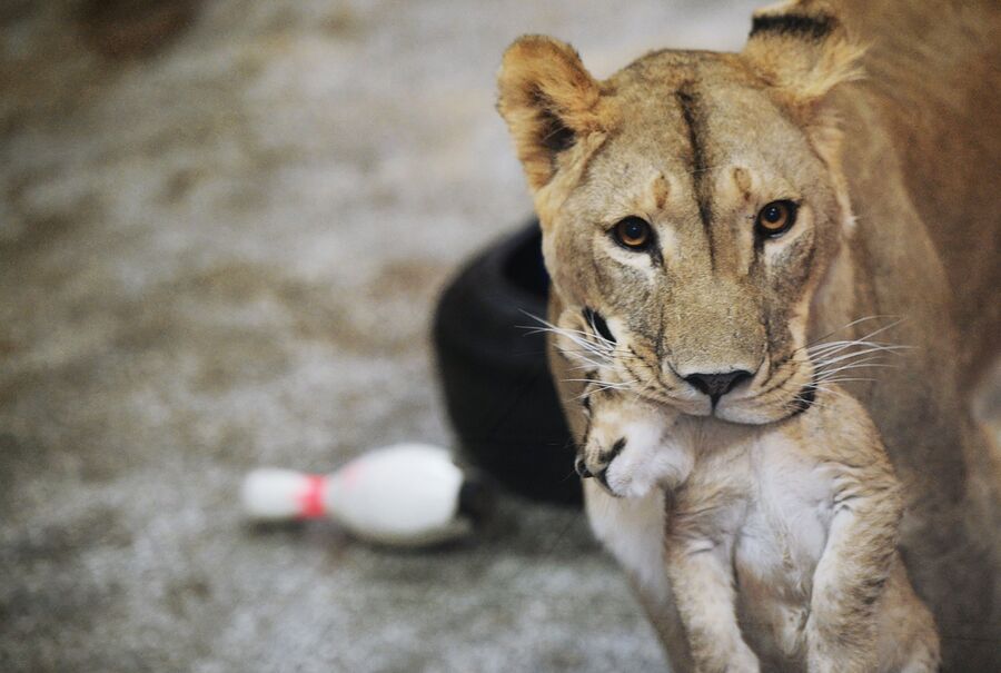 Африканская львица Эмма с одним из трех львят, родившихся 30 сентября, в Екатеринбургском зоопарке