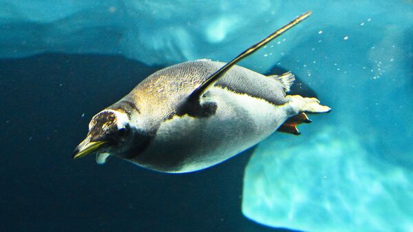 Пингвин под водой. Архивное фото