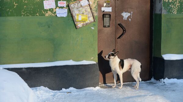 Собака стоит у подъезда в Калининском районе Новосибирска
