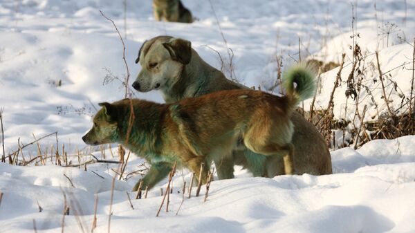 Бродячие собаки из стаи, проживающей у несанкционированной свалки на северной окраине Екатеринбурга. Их шерсть приобрела зеленоватый оттенок вследствие воздействия неустановленного химического вещества, высыпанного на свалку