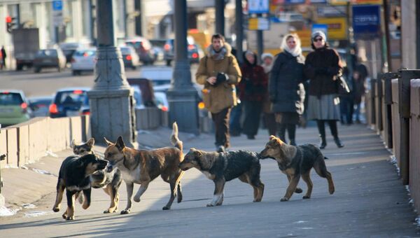 Бездомные собаки на улицах Москвы. Архивное фото