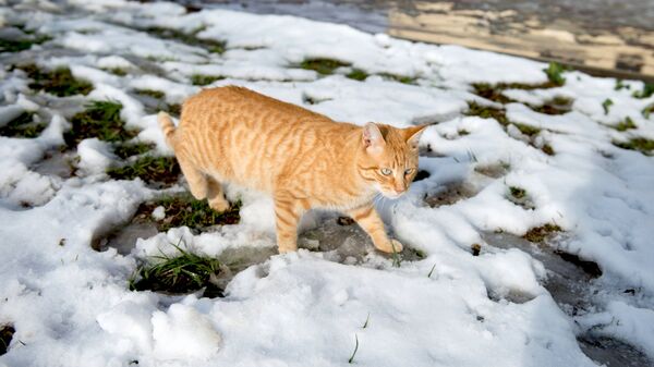 Кошка идет по снегу в Приморском парке в Сочи