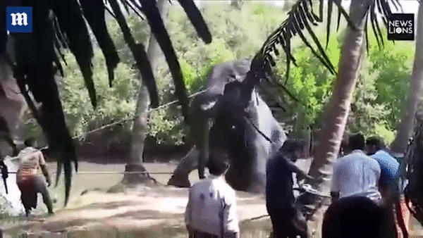 Спасение слона