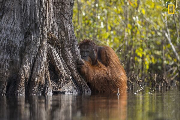 Работа фотографа Jayaprakash Joghee Bojan Face to face in a river in Borneo, получившая Гран-при и 1-е место в категории Дикая природа в фотоконкурсе 2017 National Geographic Nature Photographer of the Year