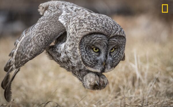 Работа фотографа Harry Collins Great gray owl, получившая приз зрительских симпатий в категории Дикая природа в фотоконкурсе 2017 National Geographic Nature Photographer of the Year