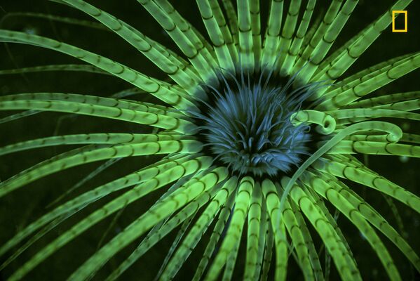 Работа фотографа Jim Obester Fluorescent anemone, получившая 1-е место в категории Подводная съемка в фотоконкурсе 2017 National Geographic Nature Photographer of the Year
