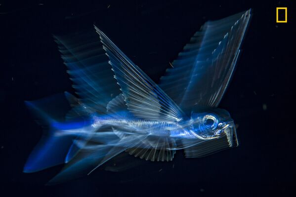 Работа фотографа Michael Patrick O'Neill Flying fish in motion, получившая 3-е место в категории Подводная съемка в фотоконкурсе 2017 National Geographic Nature Photographer of the Year