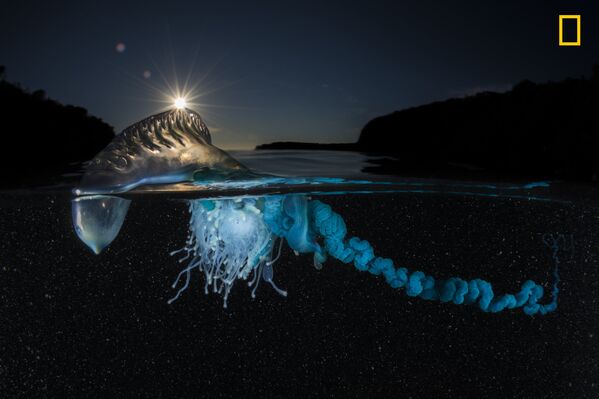 Работа фотографа Matthew Smith Drift, получившая приз зрительских симпатий в категории Подводная съемка в фотоконкурсе 2017 National Geographic Nature Photographer of the Year