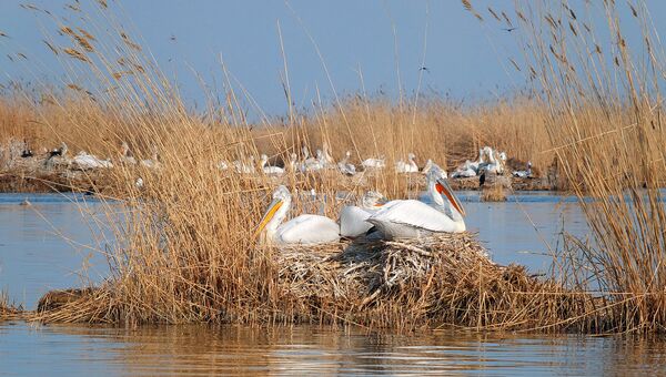 Участок заповедника Кизлярский залив - самая большая колония редких кудрявых пеликанов
