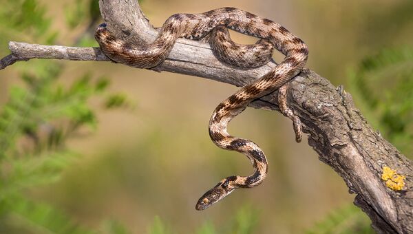 Кошачья змея - редкий и охраняемый вид рептилий, обитающий в Государственном природном заповеднике