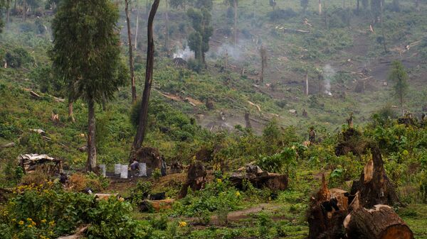 Вырубка лесов в Демократической Республике Конго. Архивное фото