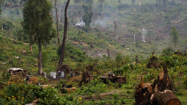 Вырубка лесов в Демократической Республике Конго. Архивное фото