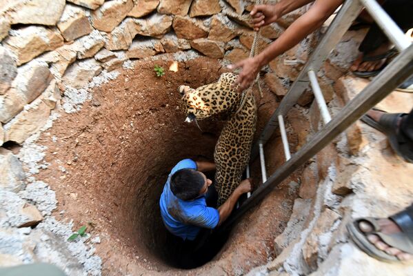 Спасение самки леопарда из колодца в Индии