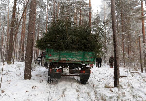 Заготовка новогодних елей в Новосибирской области