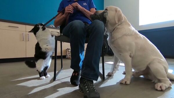 Кот Собака «тренирует» псов для людей с ограниченными возможностями здоровья
