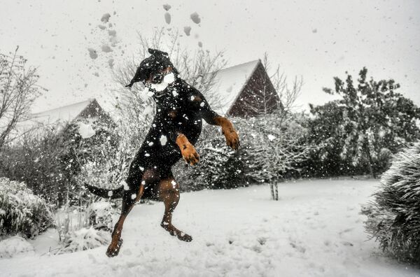Собака играет со снегом в Годеваевельде, Франция