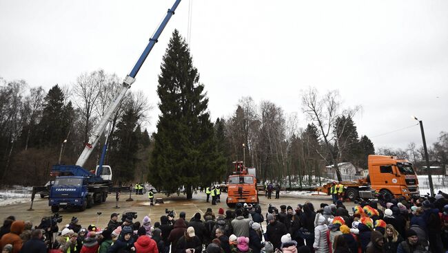 Рубка главной новогодней елки России