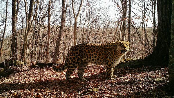 Сбитая на трассе леопардесса Килли обнаружена живой