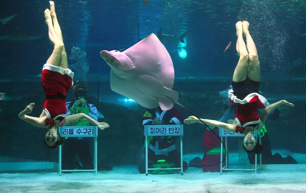 Дайверы в костюмах Санта-Клауса в океанариуме COEX в Сеуле, Южная Корея