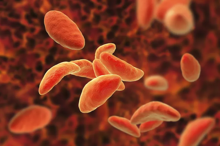 Паразиты Toxoplasma gondii размножаются в организме кошек Паразиты Toxoplasma gondii размножаются в организме кошек
