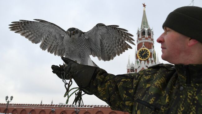 Ястреб Соколиной службы комендатуры Московского Кремля