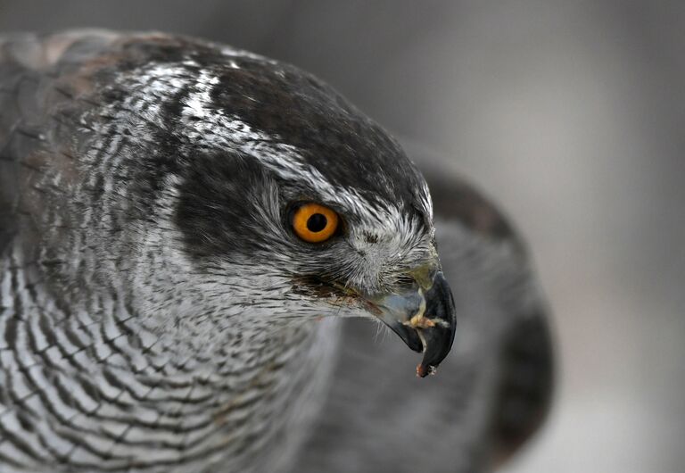 Ястреб Соколиной службы комендатуры Московского Кремля Ястреб Соколиной службы комендатуры Московского Кремля