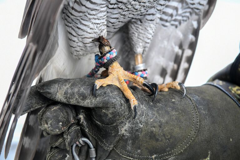 Ястреб сидит на перчатке военнослужащего Соколиной службы комендатуры Московского Кремля Ястреб сидит на перчатке военнослужащего Соколиной службы комендатуры Московского Кремля
