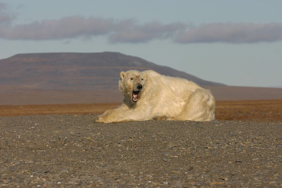 Взрослый самец на берегу в ожидании льда. Чукотксий автономный округ