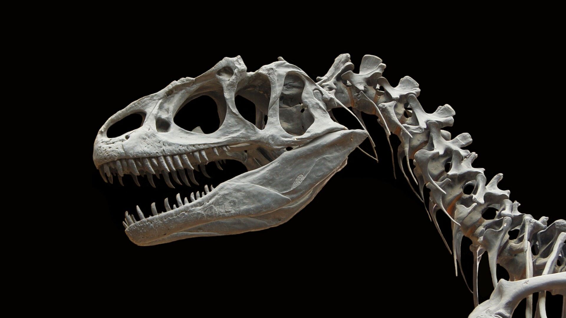 Скелет редчайшего динозавра выставлен в берлинском музее
