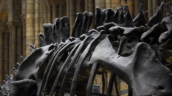 Скелет динозавра