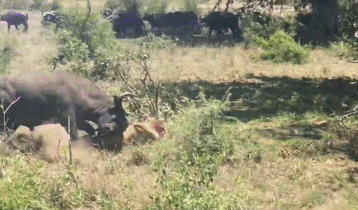 Схватка львицы с буйволом попала на видео