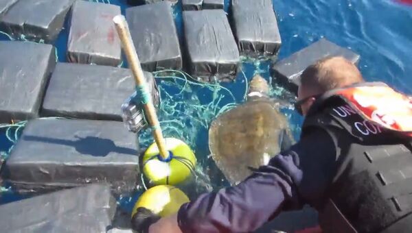 Черепаха застряла в океане среди тюков с кокаином на 53 млн долларов