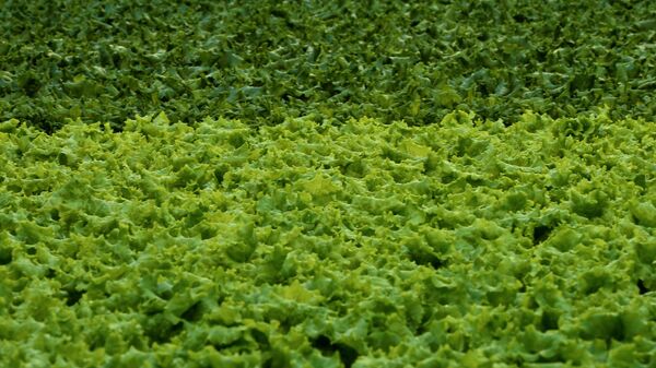 Выращивание зеленого салата